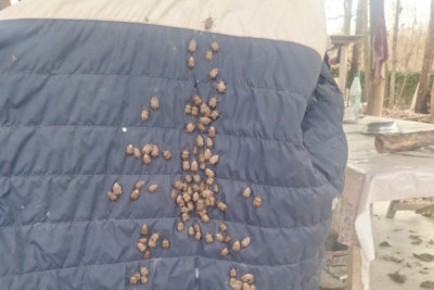 Qəhvəyi mərmər bağacığına qarşı monitorinqlər davam edir