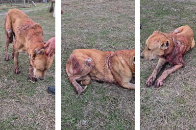 Balakəndə heyvana qarşı zorakılıq – Baltalanan itin taleyi hamını sarsıtdı