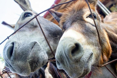 Şimalda nə qədər eşşək var? – Siyahı