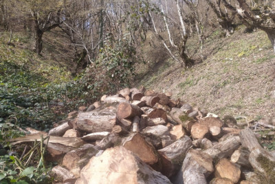 Oğuzda 15 vələs ağacını kəsən 21 yaşlı gənc SAXLANILDI