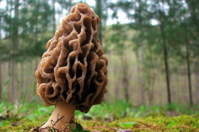 Şimalın "qızıl göbələyi" - Quzuqarnı