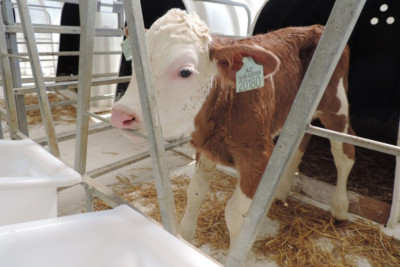 Şəkidə heyvan sahiblərinə 113 min manat subsidiya hesablanıb