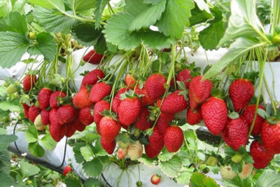 Çiyələk yetişdirilməsində dərmanlardan istifadə edilir?