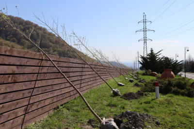 Qəbələdə 800 ağac əkildi