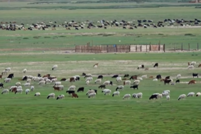 Kəndlərdə "heyvan nobatı" ənənəsi unudulur?