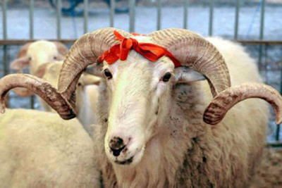 Şimalda qurbanlıq heyvanlar bu ünvanlarda kəsilib satılacaq