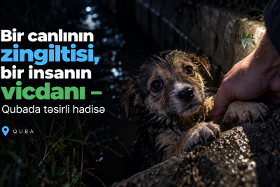 Bir canlının zingiltisi, bir insanın vicdanı – Qubada təsirli hadisə - VİDEO