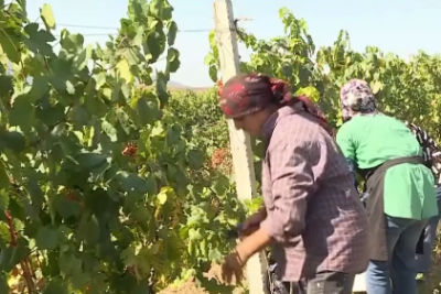 61 yaşlı Şamaxı sakini üzüm yığır: "İşimi sevirəm"