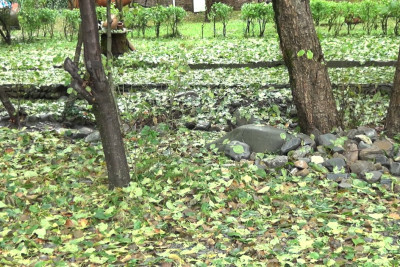 Dolu Zaqatalada meyvələri vurdu